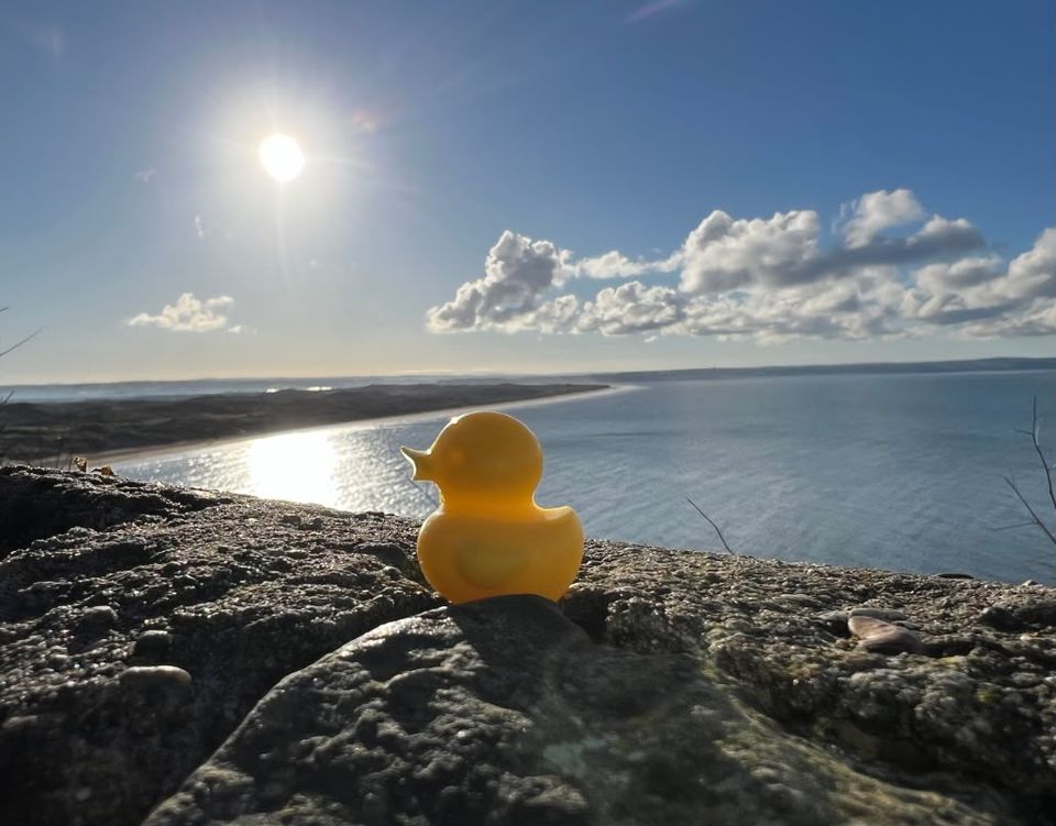 A yellow wax duck on a clifftop rock, looking out over a sunlit North Devon bay